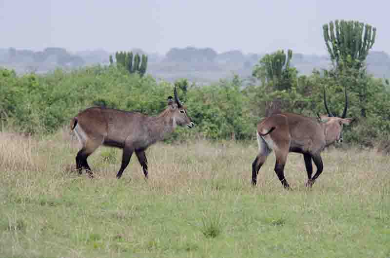 139 - Antilopes De Agua - parque nacional Queen Elizabeth - Uganda
